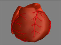 Herzmodell