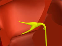 Details des Erregungsleitungssystems